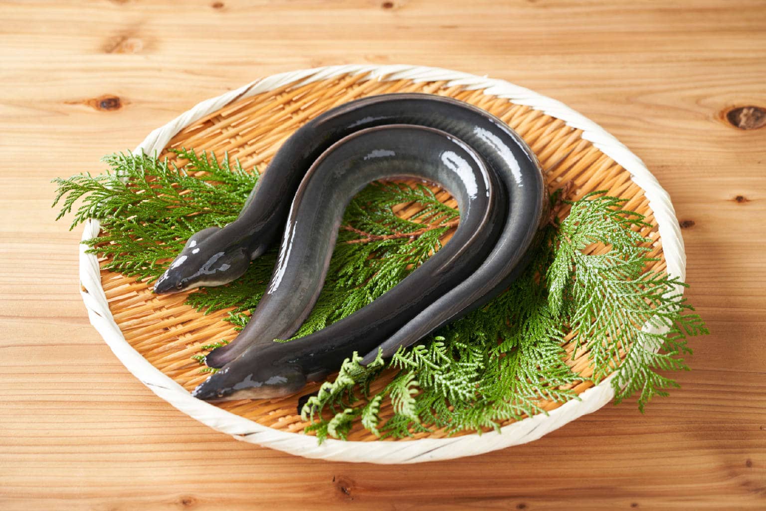 養殖されたうなぎの写真